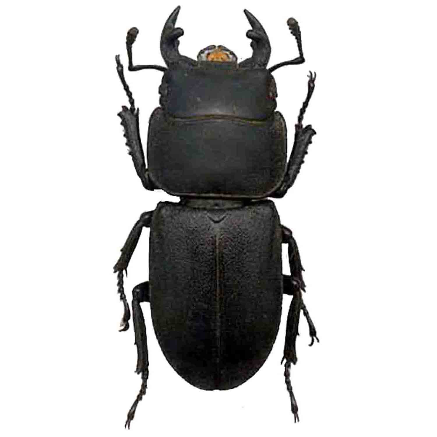 L'Arca di Noè - Dorcus parallelipipedus (2) Cervo Volante